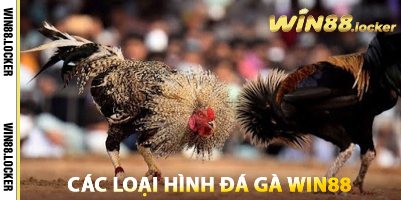 Các loại hình Đá Gà Win88