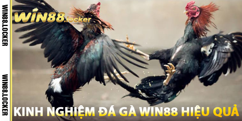 Kinh nghiệm Đá Gà Win88 hiệu quả